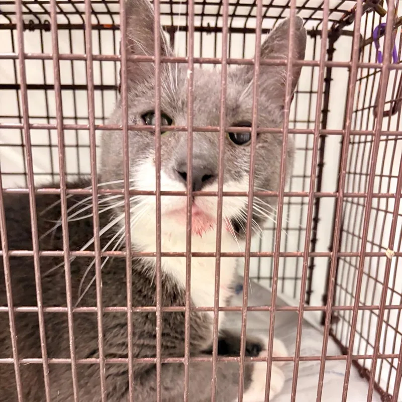 An adult large-sized male Gray / Blue / Silver Domestic Short Hair cat named Fudge Sundae for adoption in Philadelphia, PA