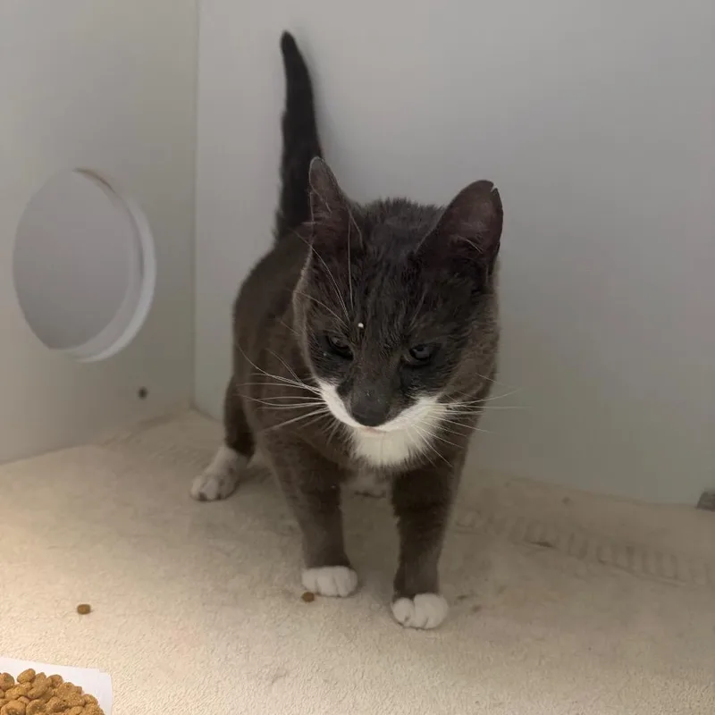 Fudge Sundae thumbnail 2