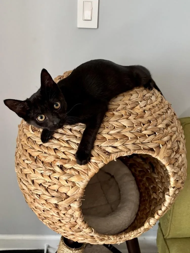 A baby small-sized female Domestic Short Hair cat named Lotus for adoption in Chicago, IL