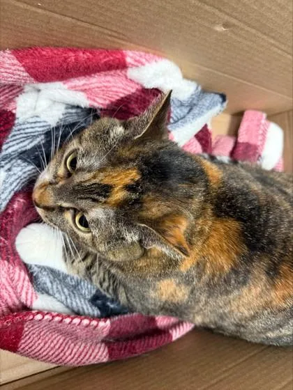 An adult small-sized female Domestic Short Hair cat named Squilliam for adoption in Woodbury, MN