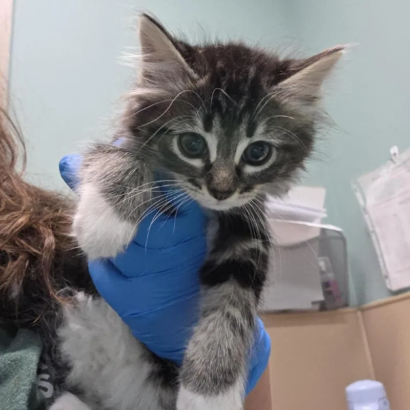 A baby small-sized female Black Domestic Medium Hair cat named Wheezie for adoption in Tacoma, WA