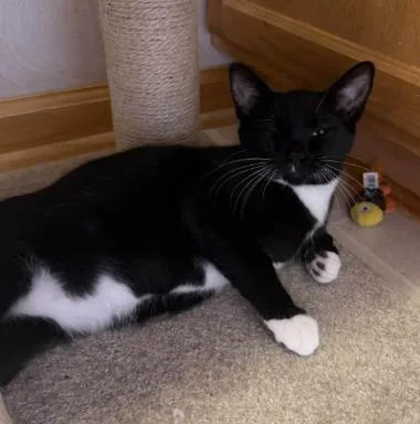A baby medium-sized male Black & White / Tuxedo Domestic Short Hair cat named Jax for adoption in Battle Creek, MI