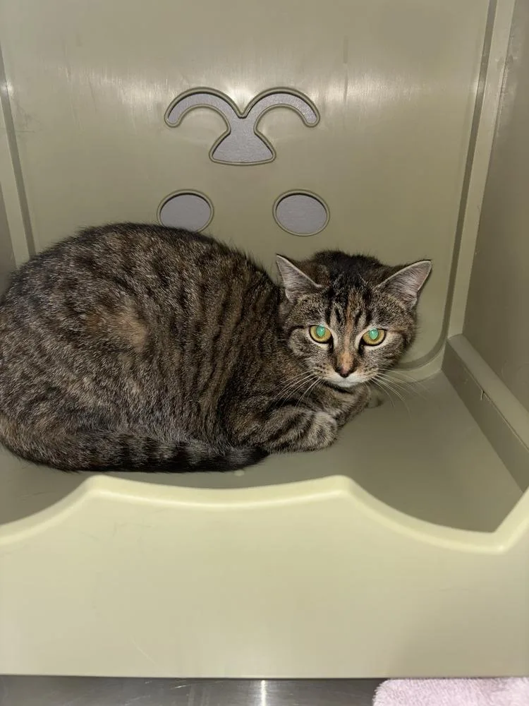 An adult medium-sized female Domestic Short Hair cat named Belle for adoption in Dickson, TN