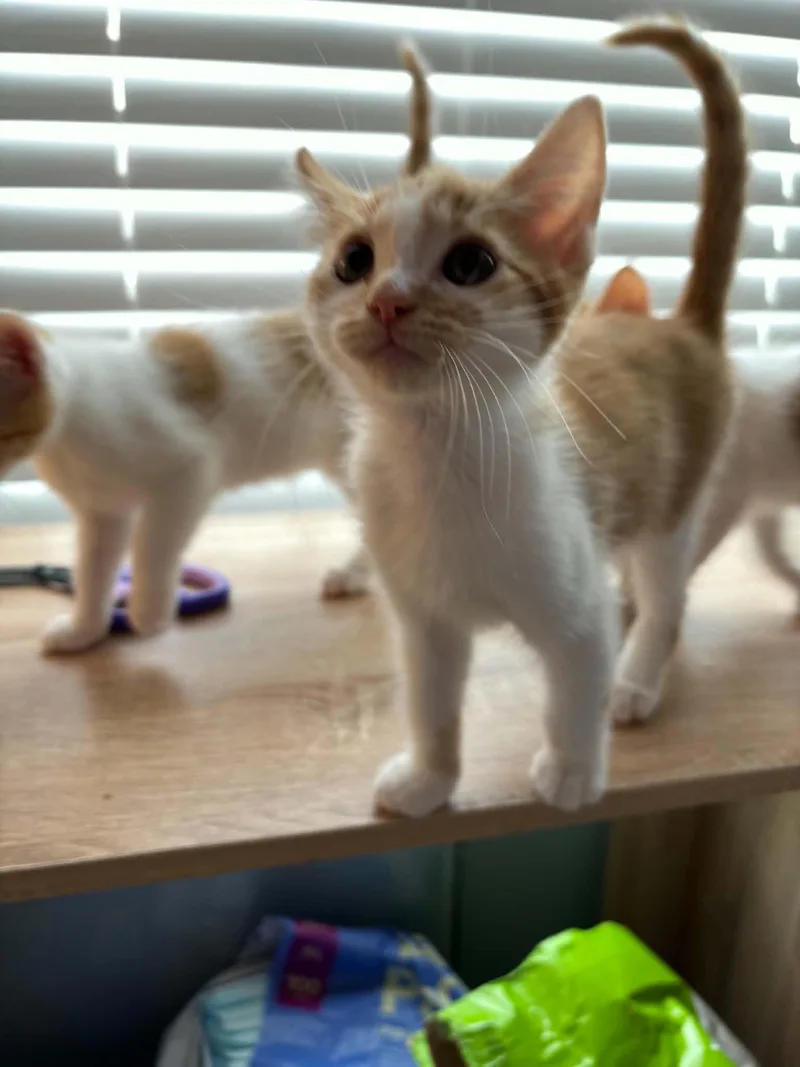 A baby small-sized female Orange & White Tabby cat named Honey for adoption in Lawrenceville, GA