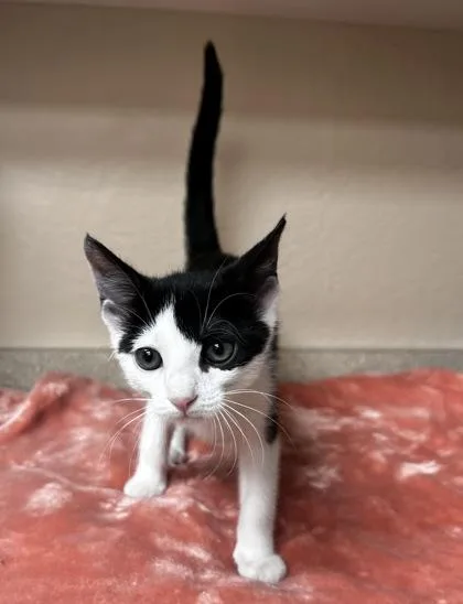 A young small-sized female Domestic Short Hair cat named Orca for adoption in Phoenix, AZ