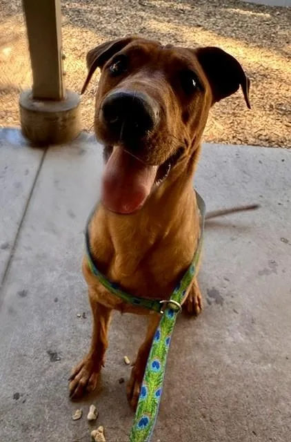 A young large-sized male Labrador Retriever dog named Odie for adoption in South Lake Tahoe, CA