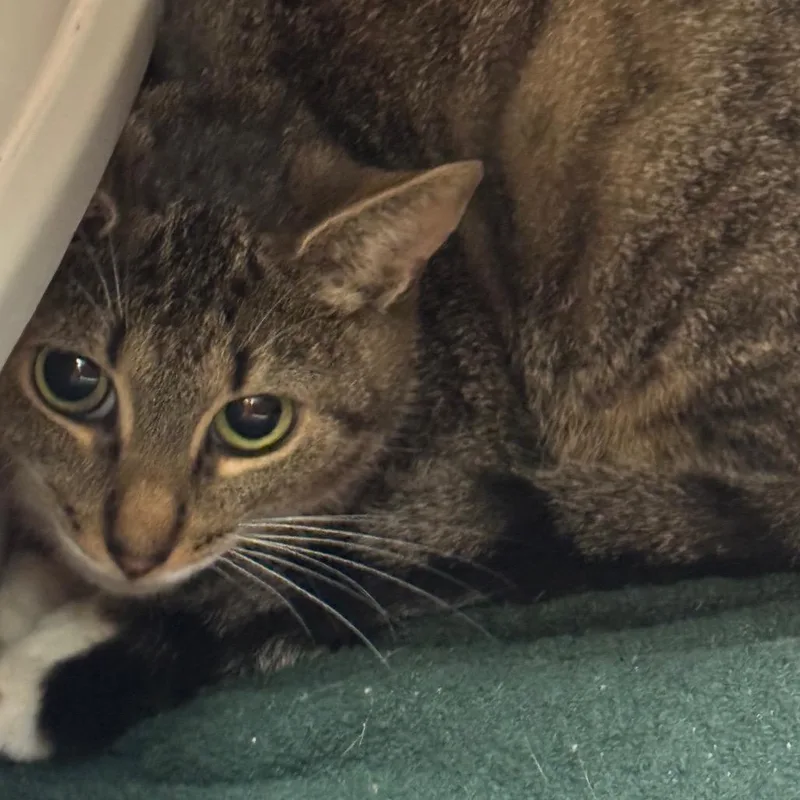 A young small-sized female Domestic Short Hair cat named Baby for adoption in Perkiomenville, PA