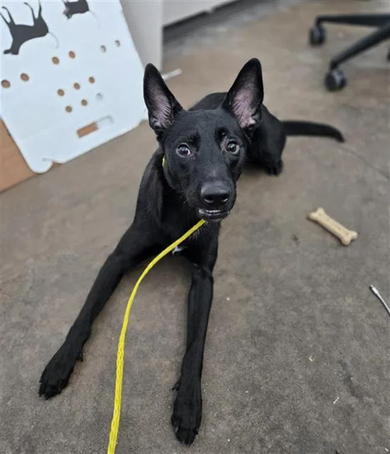 A young large-sized male Mixed Breed dog named Chucky for adoption in Dallas, TX