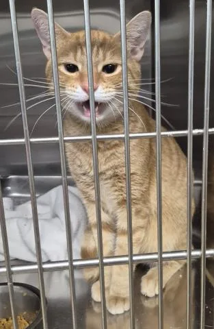 A young large-sized male Domestic Short Hair cat named Theo for adoption in Decatur, IL