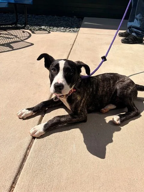 A baby small-sized female Labrador Retriever dog named Daisy for adoption in Leesburg, VA