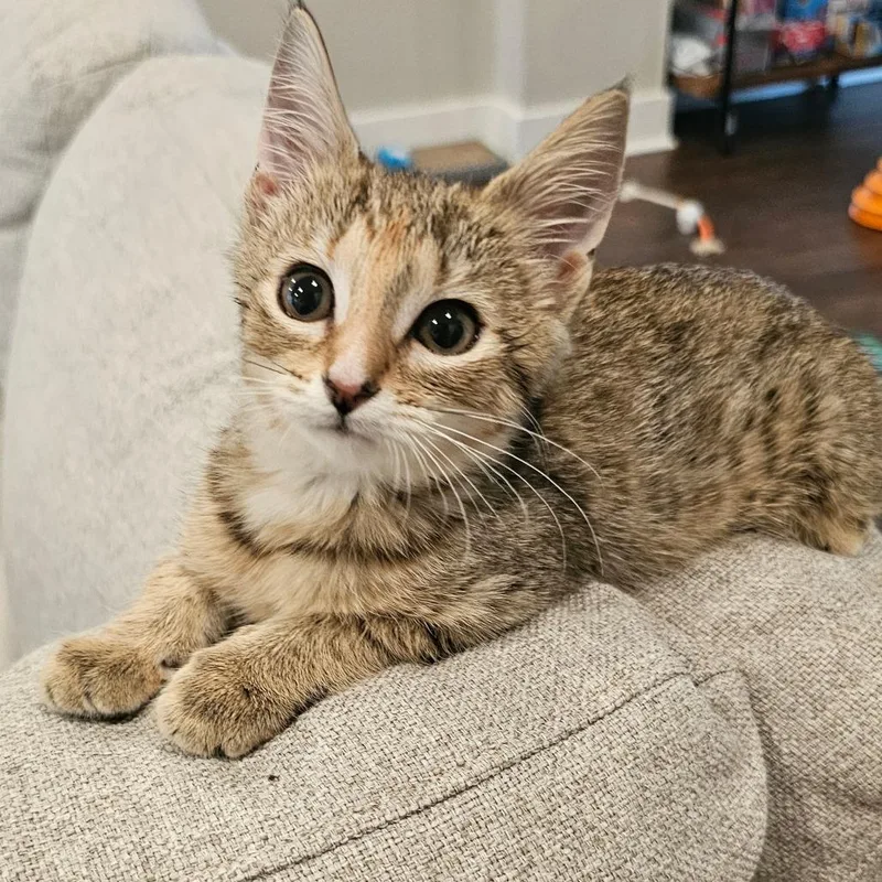 A baby small-sized female Torbie Domestic Short Hair cat named Cara for adoption in Frederick, MD