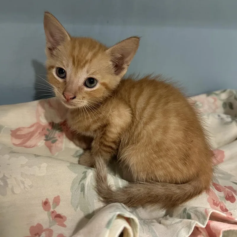 A baby small-sized male Black Domestic Short Hair cat named Apple Pie for adoption in Chattanooga, TN