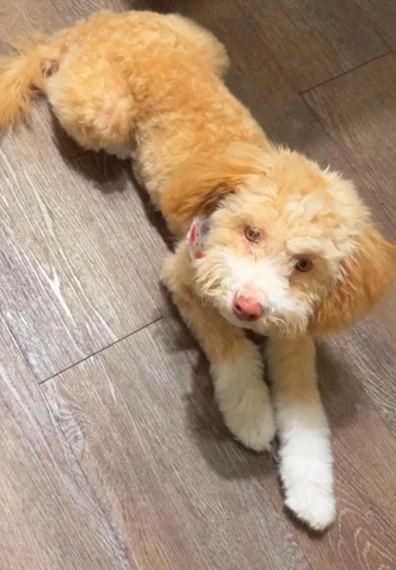 An adult small-sized male Apricot / Beige Maltipoo dog named Milo for adoption in Crosby, TX