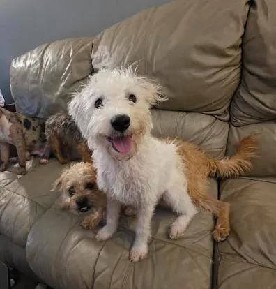 A baby small-sized male White / Cream Miniature Schnauzer dog named Benny for adoption in Manvel, TX