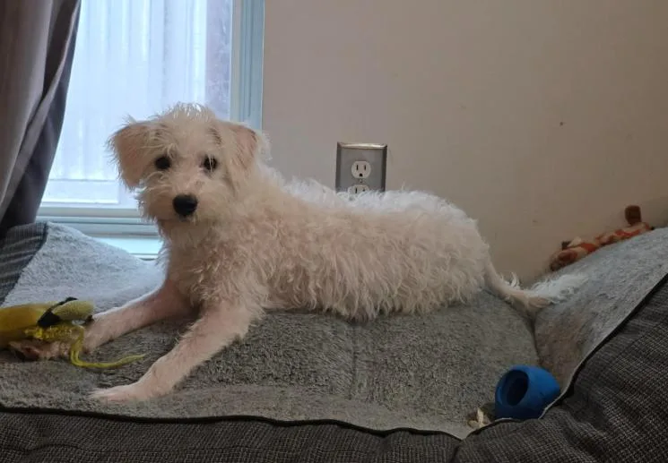 Benny thumbnail 3