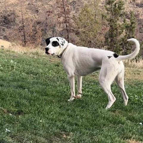 An adult large-sized female Black Great Dane dog named Lola for adoption in Madras, OR