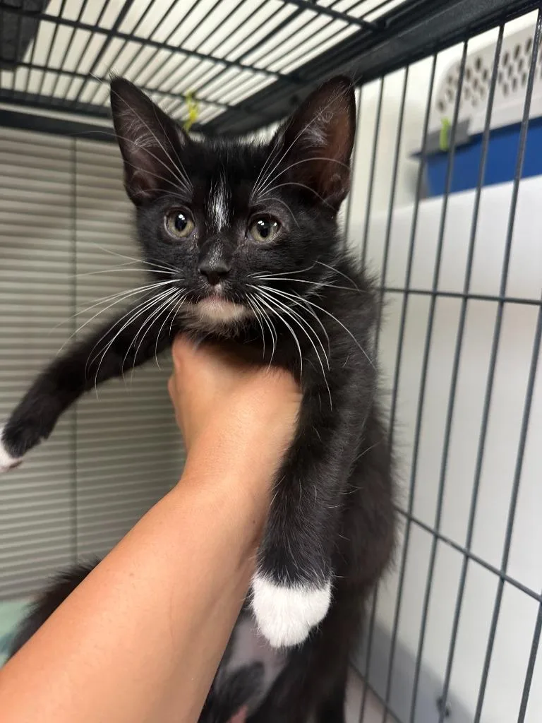 A baby small-sized male Domestic Short Hair cat named Johnny Cage for adoption in Blountville, TN