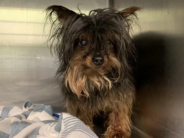 A senior small-sized male Yorkshire Terrier dog named Bennie for adoption in Grand Prairie, TX