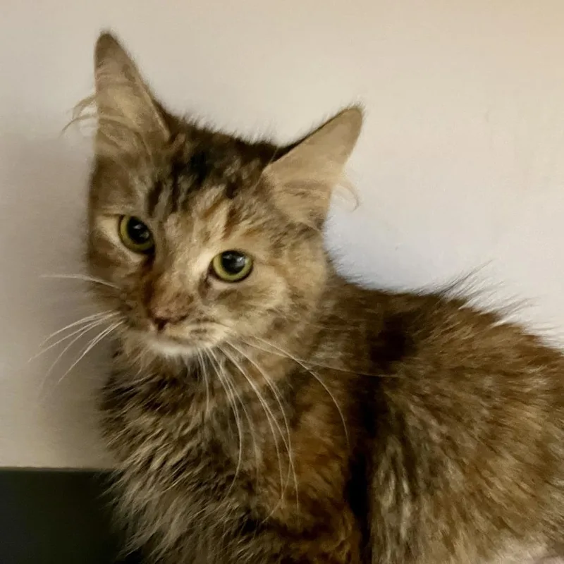 An adult medium-sized female Calico Domestic Long Hair cat named Rhea for adoption in Temecula, CA