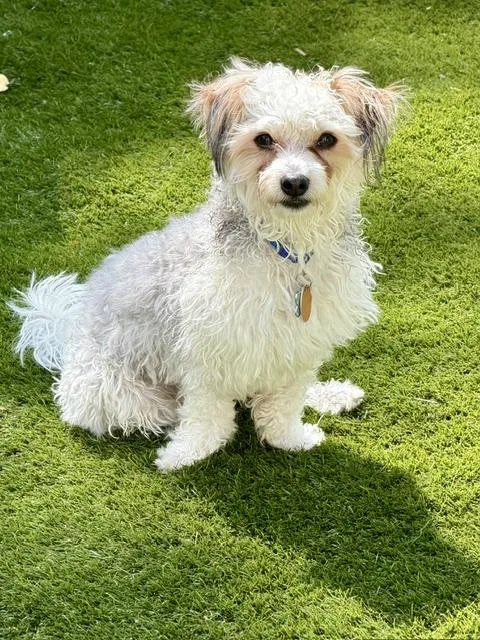 An adult small-sized male Yorkshire Terrier dog named Sherman for adoption in Delmar, NY