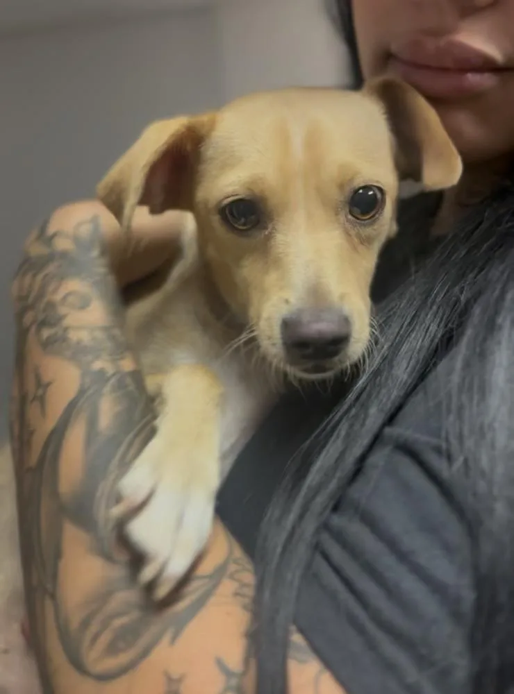 An adult small-sized female Chihuahua dog named Guinevere for adoption in ventura, CA