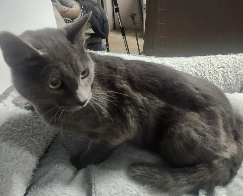 An adult medium-sized male Domestic Short Hair cat named Beau Bandit for adoption in Lexington, TN