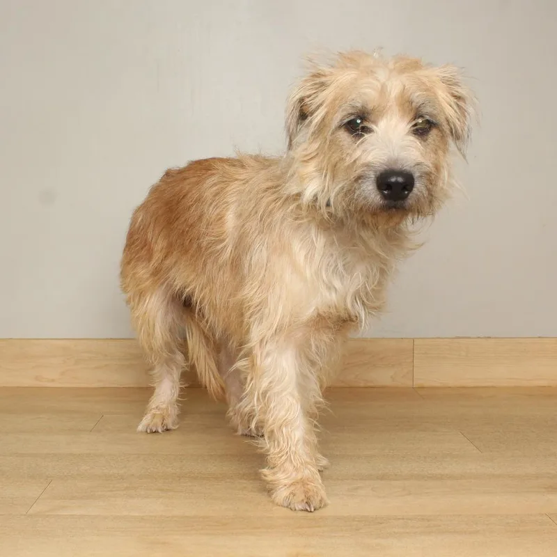 An adult medium-sized male Yellow / Tan / Blond / Fawn Standard Schnauzer dog named Cooper D for adoption in Minnetonka, MN