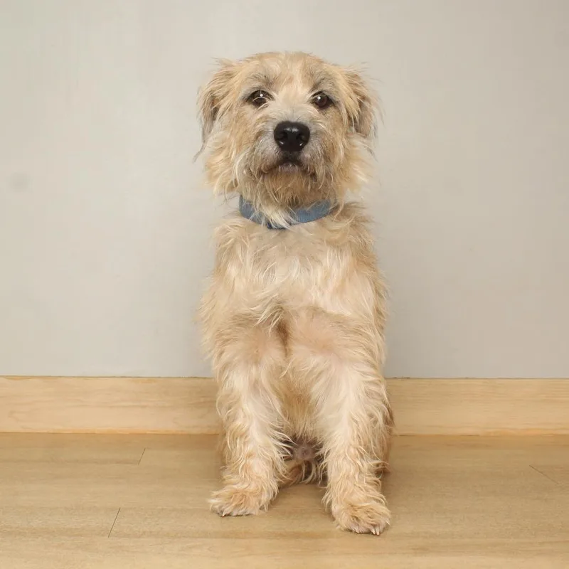 Cooper D thumbnail 3