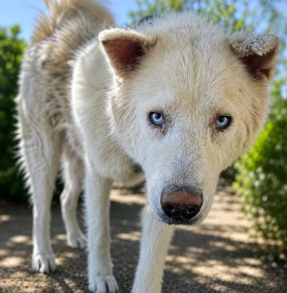 A senior large-sized female White / Cream Siberian Husky dog named Kitala for adoption in Naperville, IL