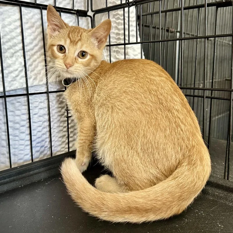 A baby small-sized male Orange / Red Domestic Short Hair cat named Tarot LR for adoption in Union, MO