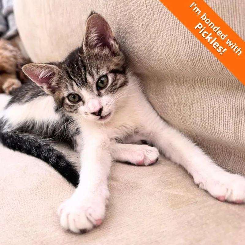 A baby small-sized female Brown / Chocolate Domestic Short Hair cat named A Poppie for adoption in Pleasant Hill, CA
