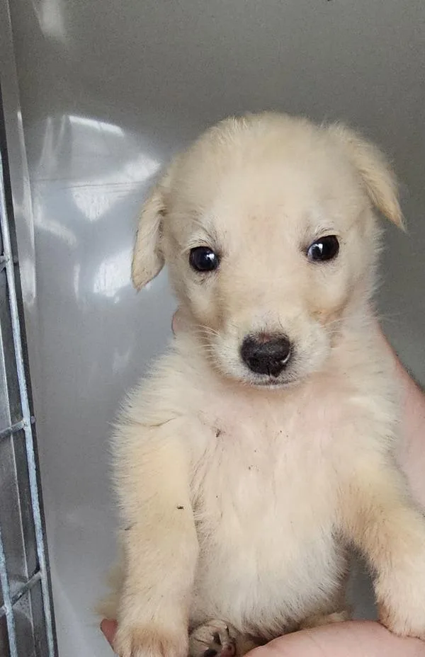 A baby small-sized female Shepherd dog named Candy for adoption in Cleveland, TN