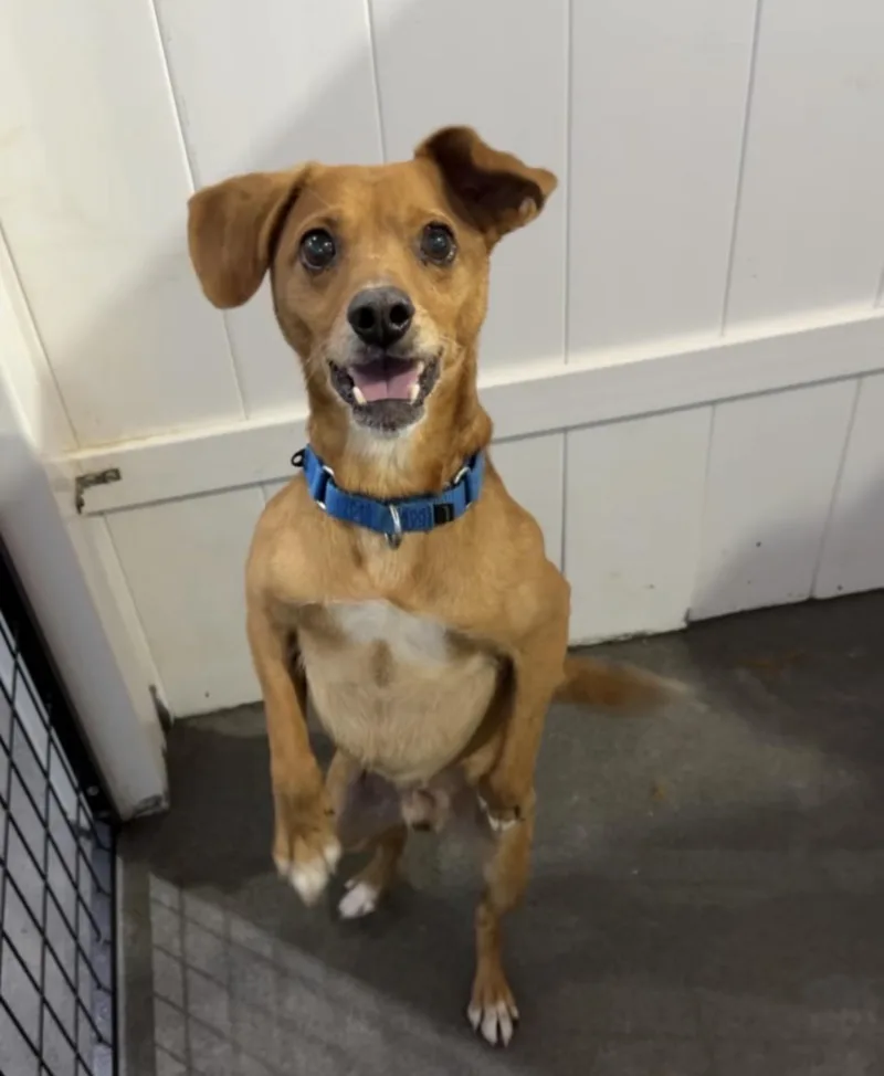 An adult small-sized male Red / Chestnut / Orange Mixed Breed dog named Nike for adoption in Port Saint Lucie, FL