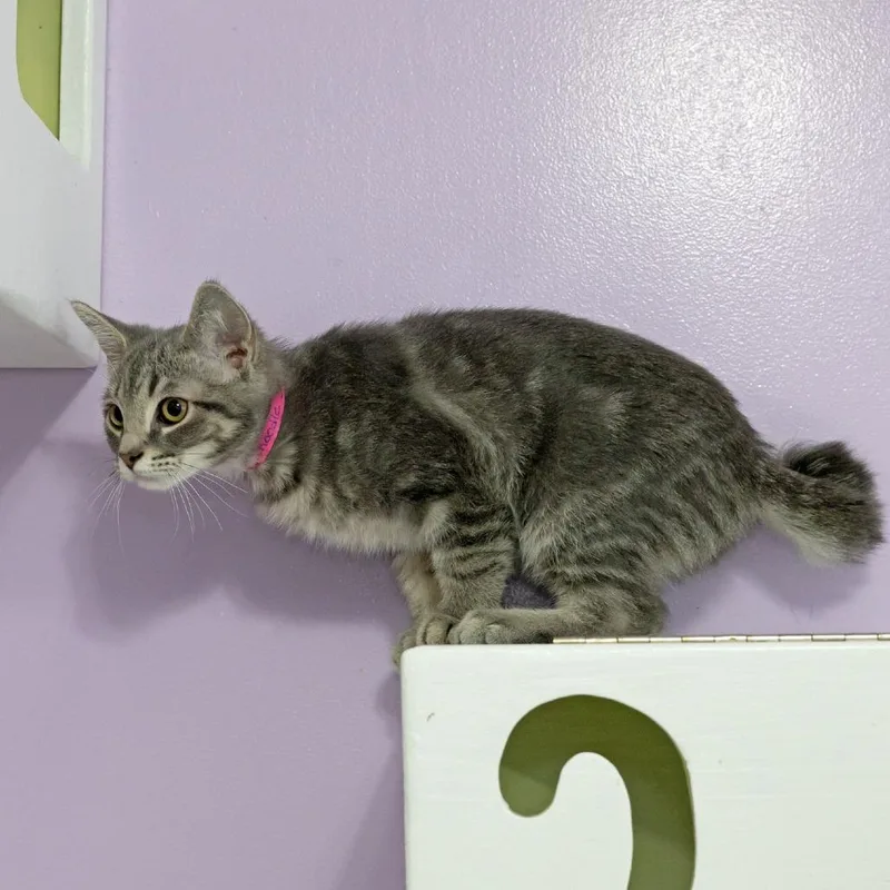A baby small-sized female Gray / Blue / Silver Domestic Short Hair cat named Canoodle for adoption in McKean, PA