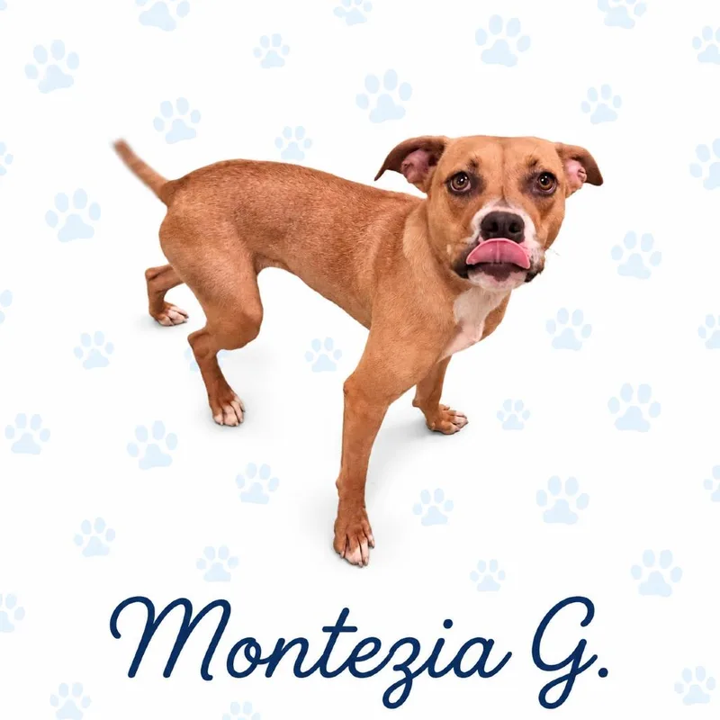 Montezia G.