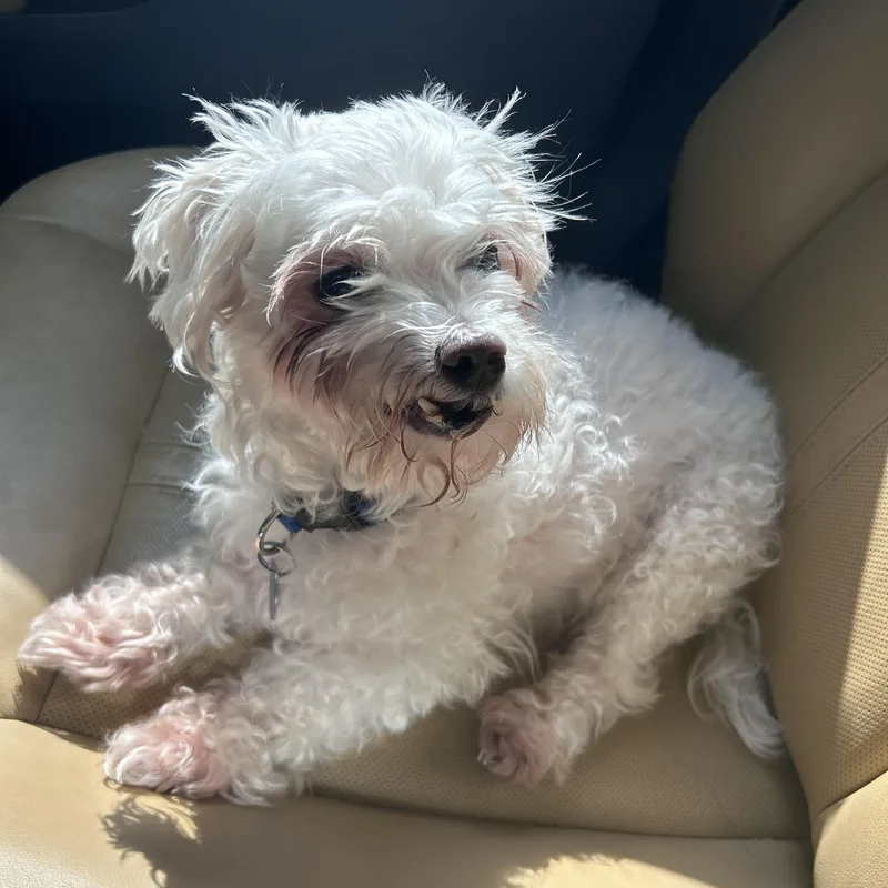 A senior small-sized male White / Cream Maltese dog named Casper for adoption in Rockville, MD