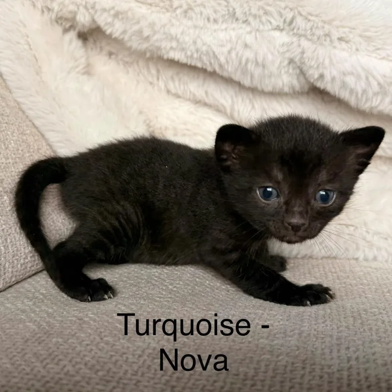 Nova thumbnail 2