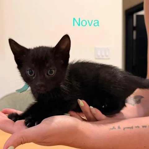 Nova thumbnail 3