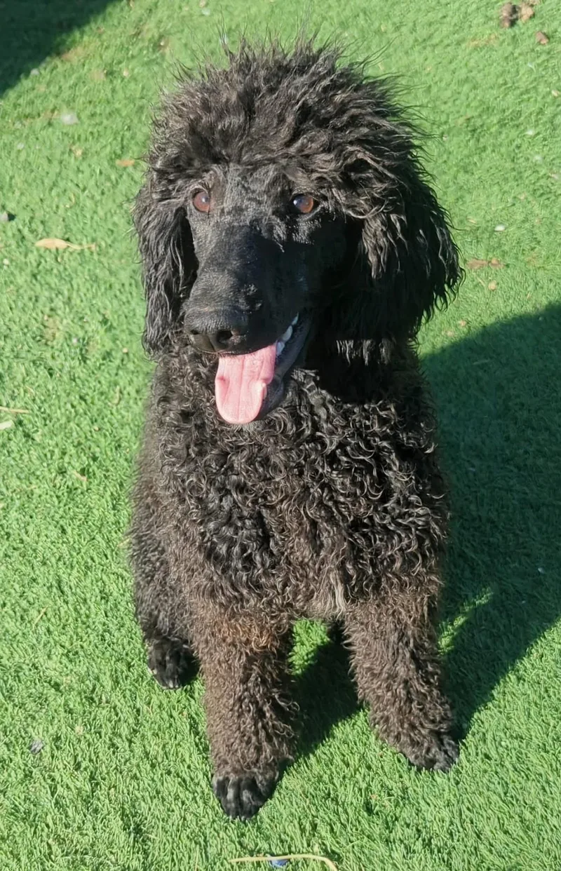 A baby medium-sized male Standard Poodle dog named Moonie Mercury for adoption in Chandler, AZ