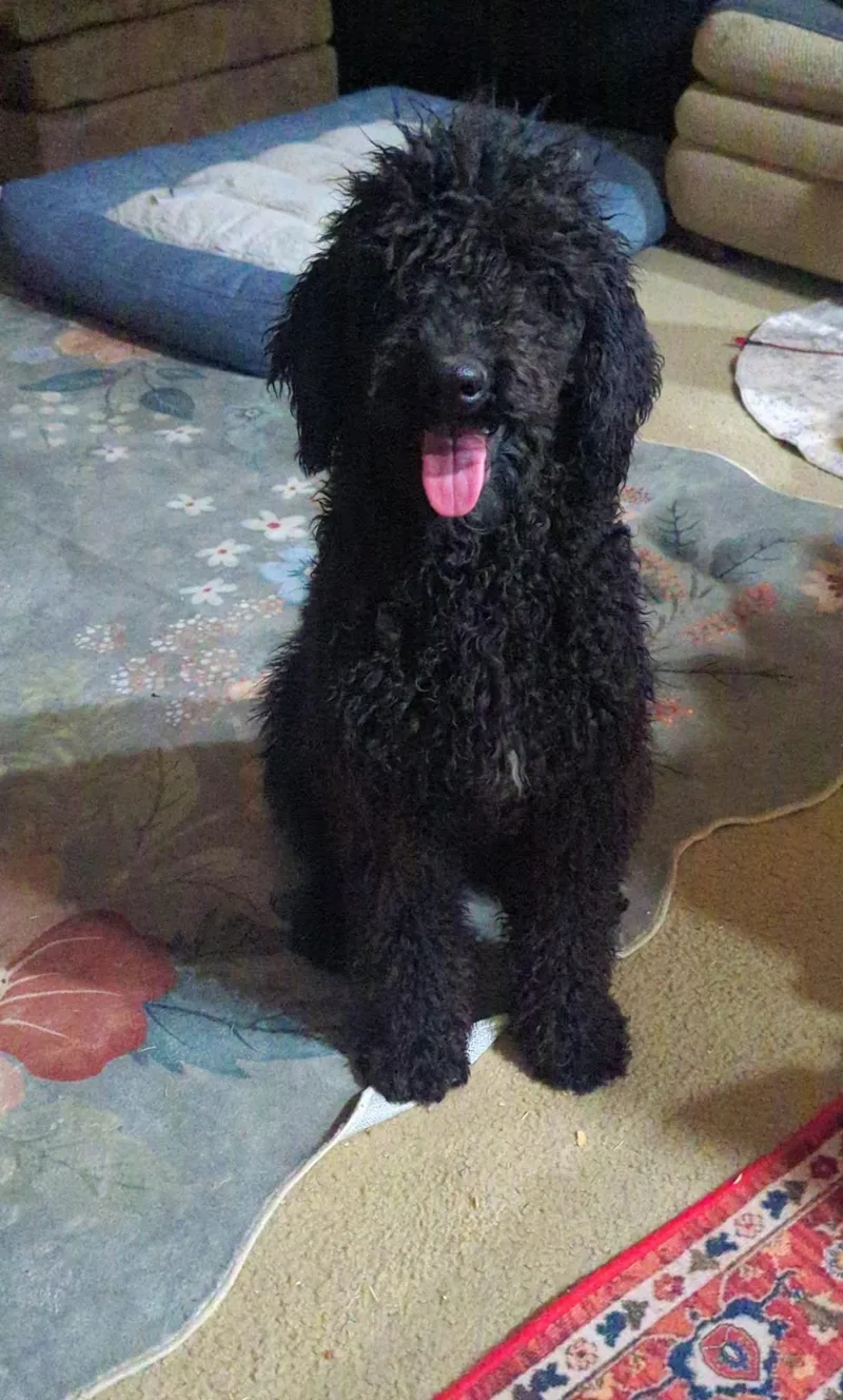 Moonie Mercury thumbnail 2