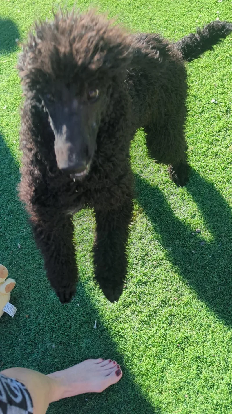 Moonie Mercury thumbnail 3