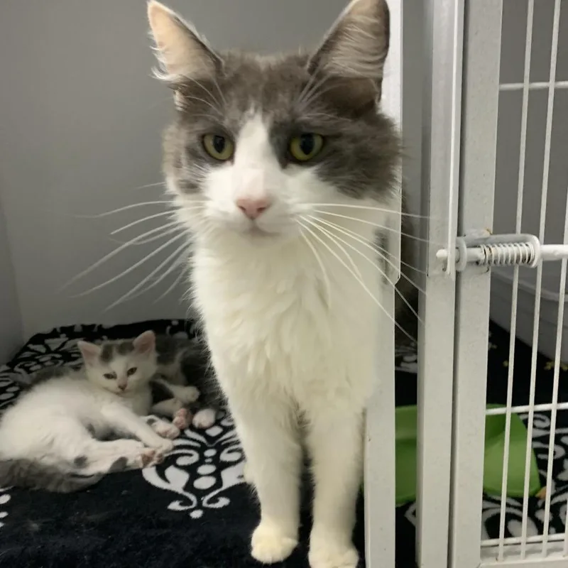 An adult small-sized female White Domestic Long Hair cat named Chrissy for adoption in Franklin, NC