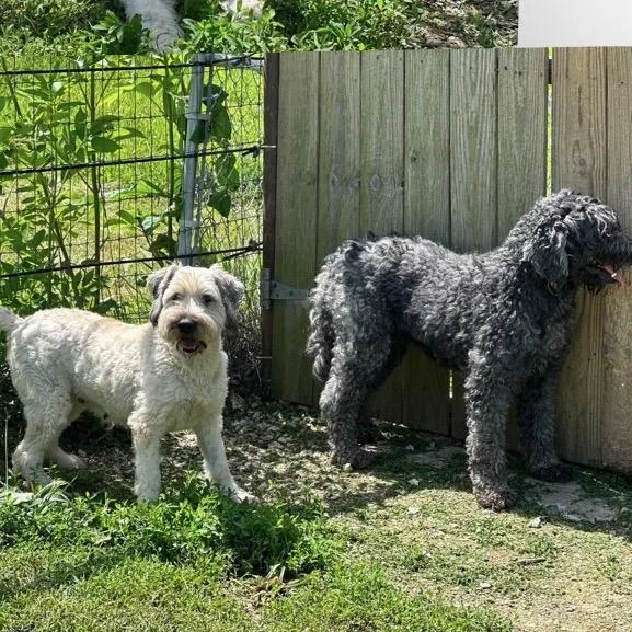 An adult medium-sized female Wheaten Terrier dog named Penny Mae for adoption in Normal, IL