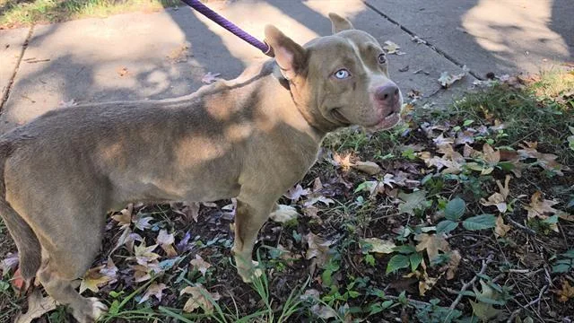 A young large-sized male Pit Bull Terrier dog named Dug for adoption in Charlotte, NC