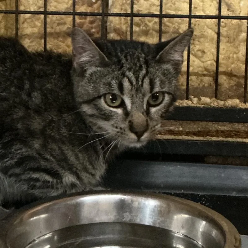A baby medium-sized male Domestic Short Hair cat named Ernie for adoption in Durant, OK