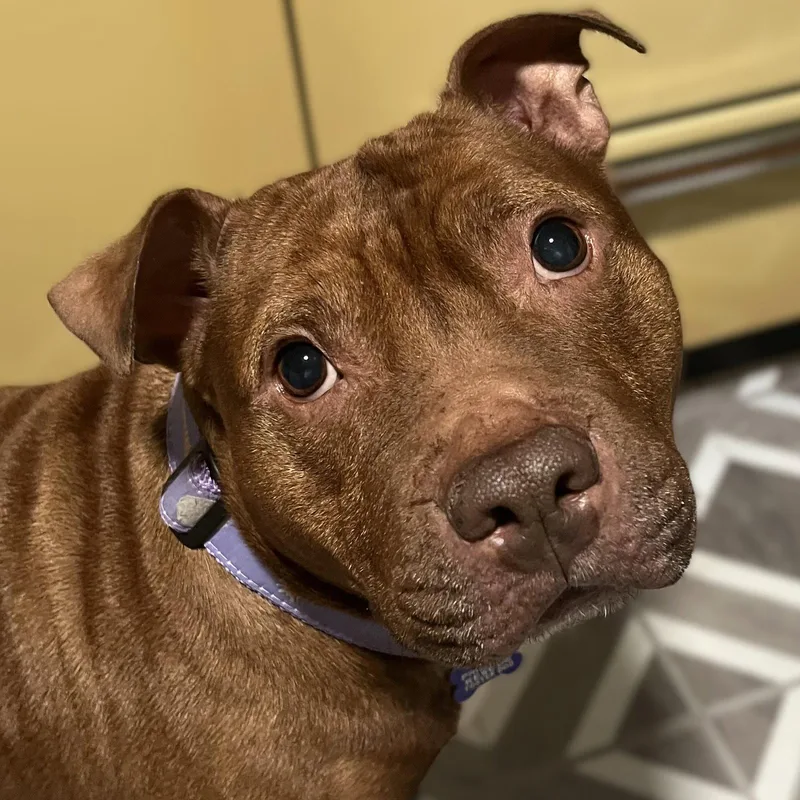 A young medium-sized female Pit Bull Terrier dog named Velma for adoption in Framingham, MA
