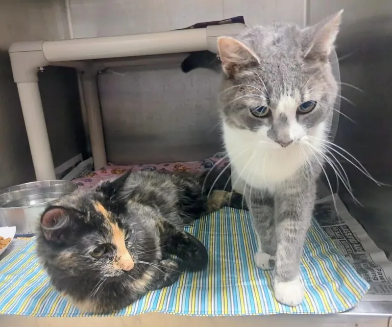 A young large-sized female Tortoiseshell Domestic Short Hair cat named Zara for adoption in Springfield, IL