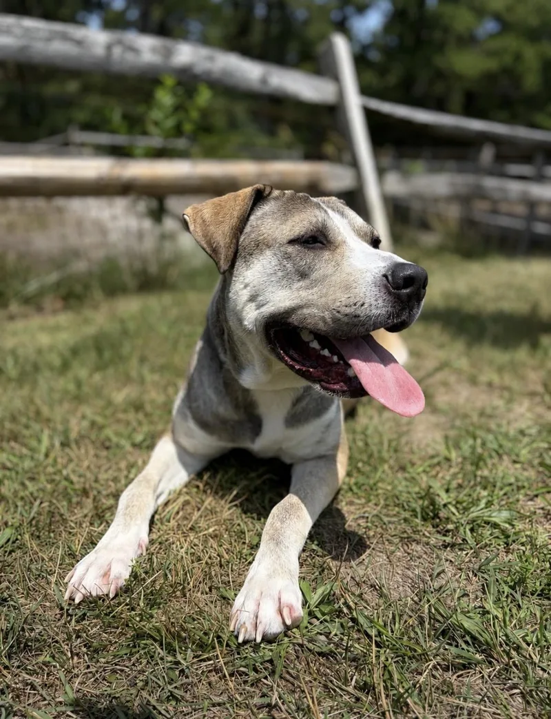 An adult large-sized male Tricolor (Brown, Black, & White) Terrier dog named Parker for adoption in Manahawkin, NJ