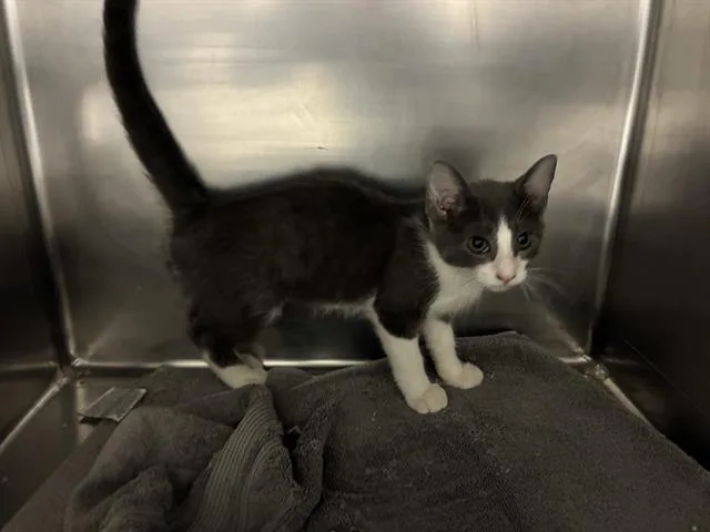 A baby small-sized female Domestic Short Hair cat named Suzy for adoption in Salinas, CA