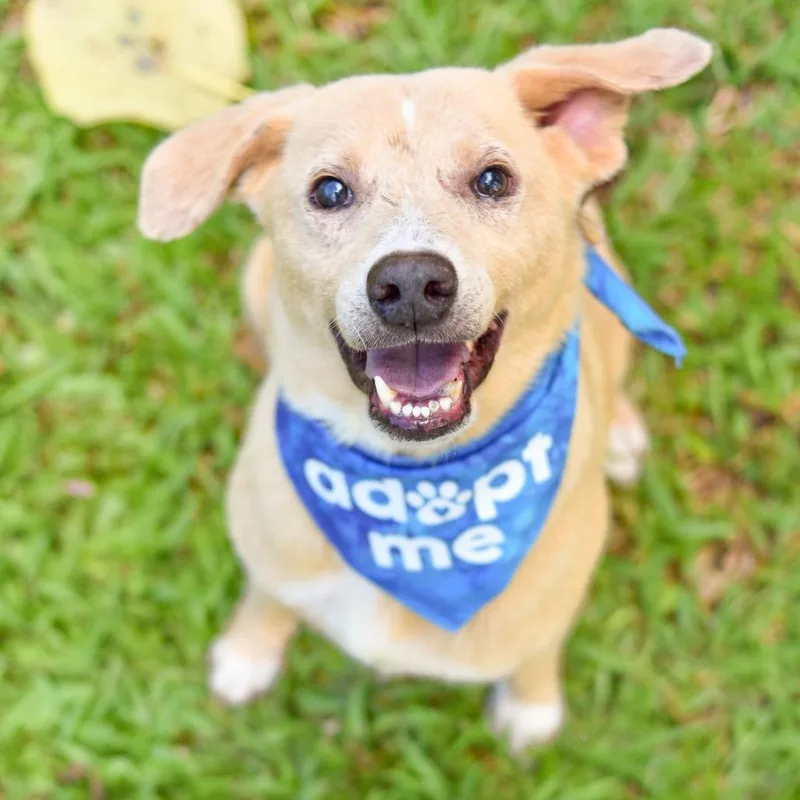 An adult medium-sized male Yellow / Tan / Blond / Fawn Mixed Breed dog named Snuggle for adoption in Kailua Kona, HI